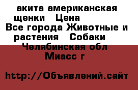 акита американская.щенки › Цена ­ 75 000 - Все города Животные и растения » Собаки   . Челябинская обл.,Миасс г.